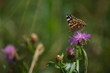Mor kır çiçeğinin üzerindeki boyalı bayan kelebek. Yakın plan, doğal arkaplan.