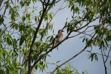 Avrasyalı kuş vahşi doğada bir ağaç dalında dinleniyor.