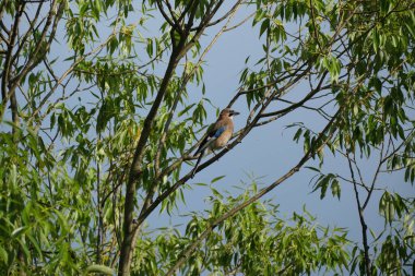 Avrasya kuşunun doğasında bir ağaç, doğal arka plan
