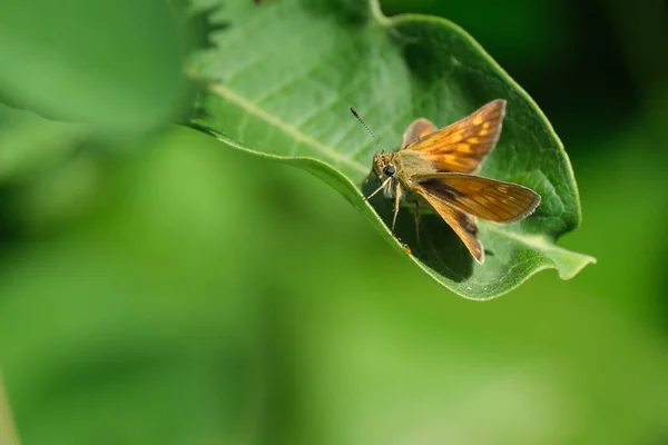 Gran Mariposa Patrón Una Hoja Verde Cerca Naturaleza — Foto de Stock