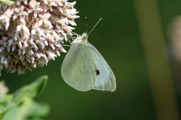 Großer Weißer Schmetterling Auf Einer Blühenden Schmetterlingsblume Der Natur Aus — Stockfoto
