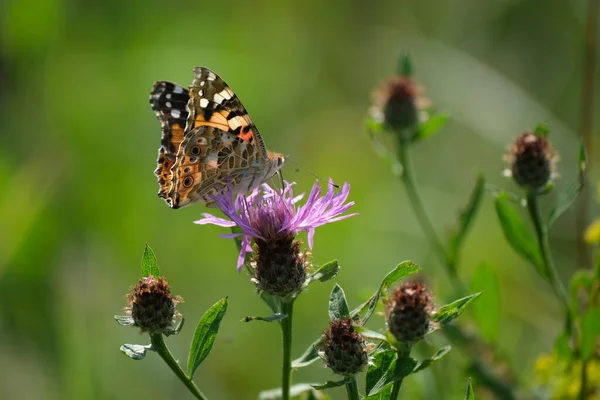 在自然界中一朵紫色野花上画的蝴蝶 自然背景 — 图库照片