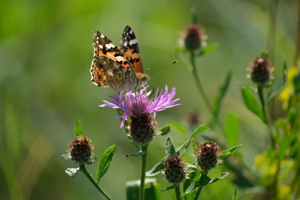 Bemalte Dame Schmetterling Auf Einem Lila Wildblume Der Natur Nahaufnahme — Stockfoto