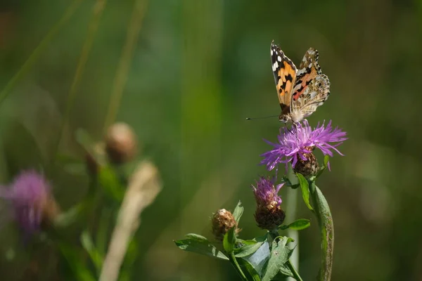 Malowane Pani Motyl Fioletowy Dziki Kwiat Przyrodzie Zbliżenie Naturalne Tło — Zdjęcie stockowe