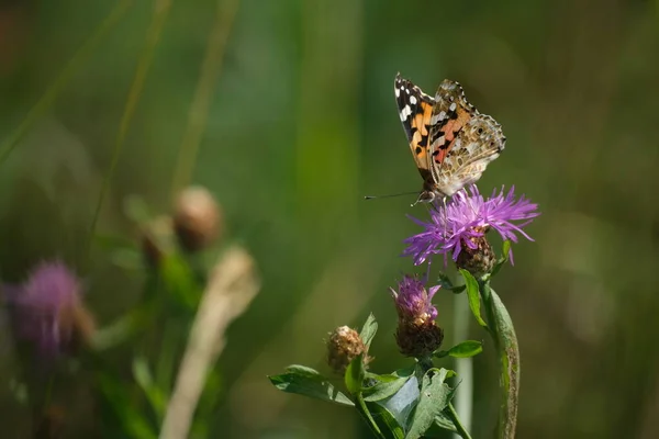 Malowane Pani Motyl Fioletowy Dziki Kwiat Przyrodzie Zbliżenie Naturalne Tło — Zdjęcie stockowe