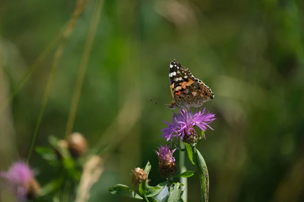 在自然界中一朵紫色野花上画的蝴蝶 自然背景 — 图库照片