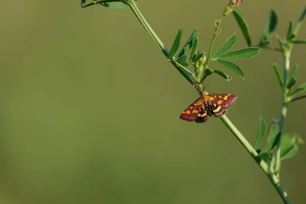 Mint Moth Dans Nature Sur Une Plante Fond Naturel — Photo