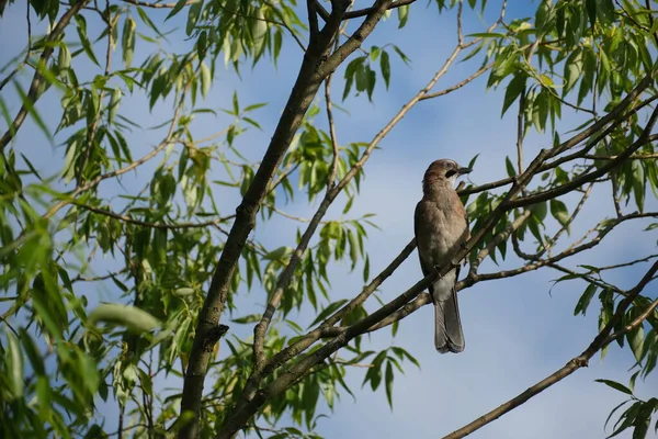 유라시아 찌르레기는 자연의 가지에 가까이 — 스톡 사진