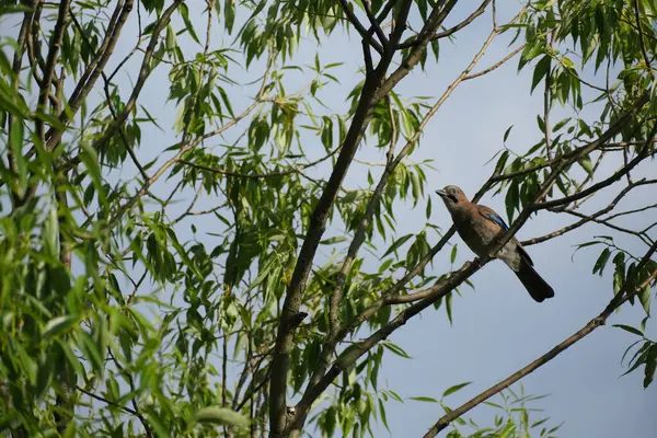 Pássaro Jay Eurasiano Descansando Galho Árvore Natureza — Fotografia de Stock