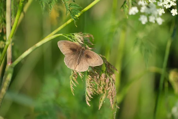 Meadow Brown Kelebeği Doğaya Yakın Bir Bitki Üzerinde — Stok fotoğraf