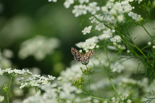 野生草蛾 褐蛾和白蛾在一朵白花上紧密相连 — 图库照片