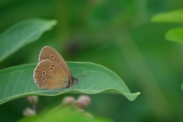 Makro Zbliżenie Dzwonka Motyla Zielonym Liściu Dziczy — Zdjęcie stockowe