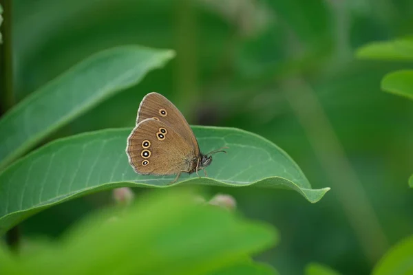 Zbliżenie Ringlet Motyl Przyrodzie Spoczywa Roślinach — Zdjęcie stockowe