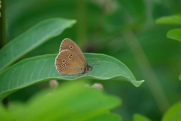 Крупным Планом Коричневой Бабочки Покоящейся Зеленом Листе Природе Бабочки — стоковое фото