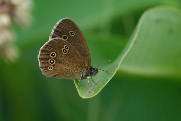 Makro Zbliżenie Motylka Zamkniętymi Skrzydłami Zielonym Liściu Brązowy Motyl Kropkami — Zdjęcie stockowe