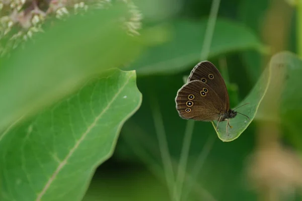 自然の中で葉の上に閉じるリングレット蝶 — ストック写真