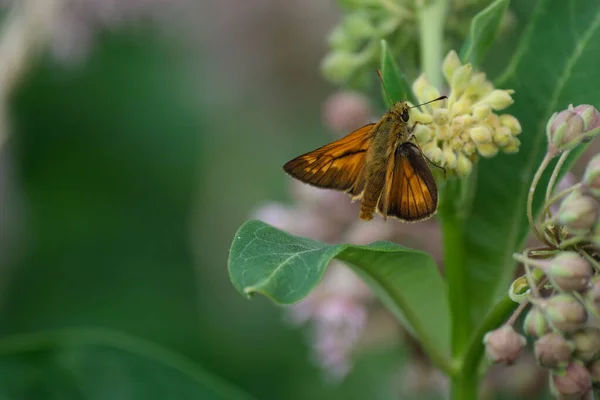 Duży Kapitan Motyl Kwiat Motyla Zbliżyć Przyrodzie — Zdjęcie stockowe