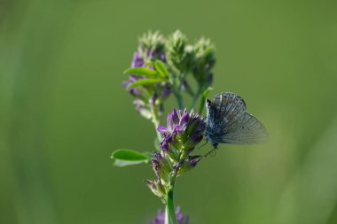 Mor çiçekli küçük bir kelebeğin doğal yeşil arka planında Macro.