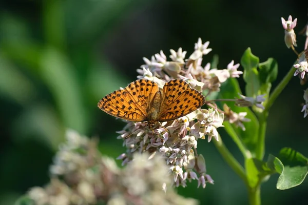 Fritillary butterfly on a common milkweed flower in nature, close up of a black and orange butterfly