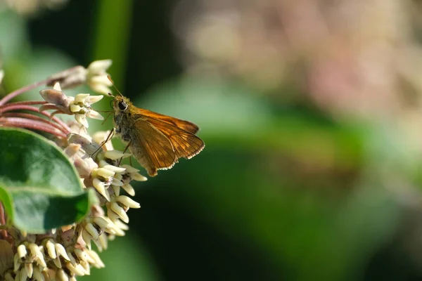 Large skipper moth on a common milkweed flower, tiny orange moth on a blooming flower close up