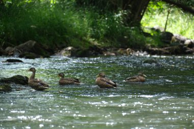 Nehirde kayaların üzerinde dinlenen bir grup ördek.