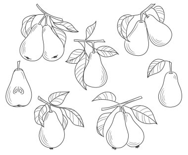 Pear vector line art, par branch illustration