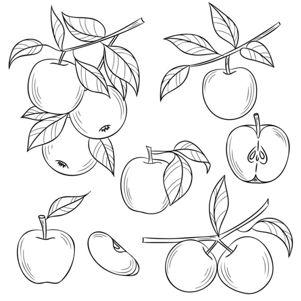 Line art apple vector illustration, hand drawn set