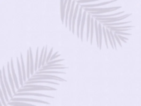 Palmboom Schaduwen Paarse Muur Tropische Achtergrond — Stockfoto