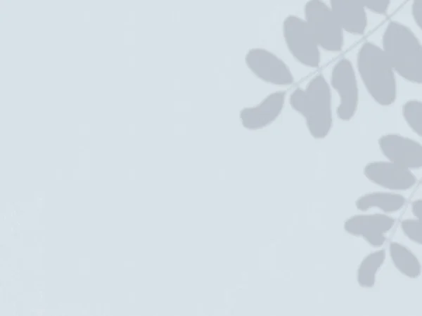 Голубая Стена Тени Листьев Всем Минималистский Фон Брендинга — стоковое фото
