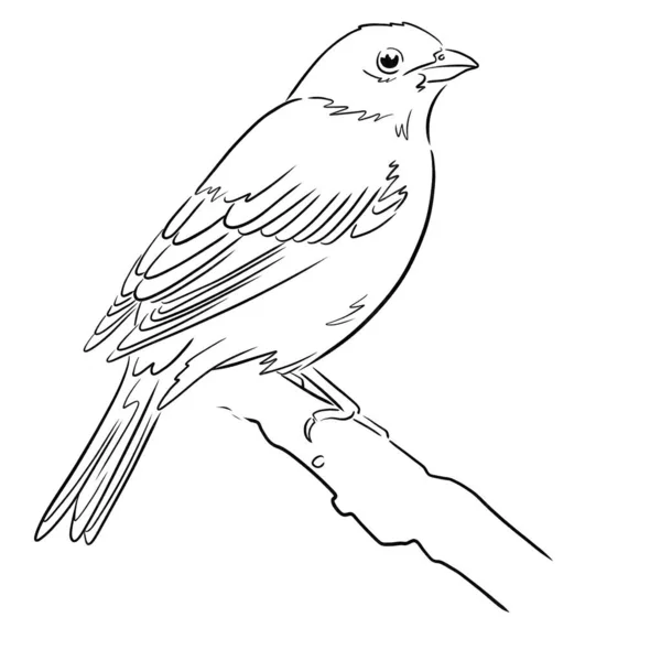 Pták Inkoustové Lince Ilustrace Černý Obrys — Stock fotografie