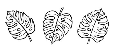 Çizgi sanatı tropikal canavar yaprakları, vektör koleksiyonu