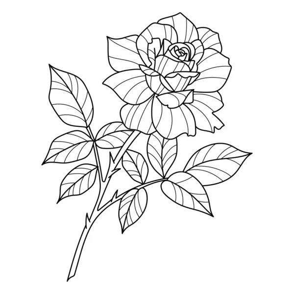 Rose Vector Line Art Illustration Flower Drawing — 스톡 벡터