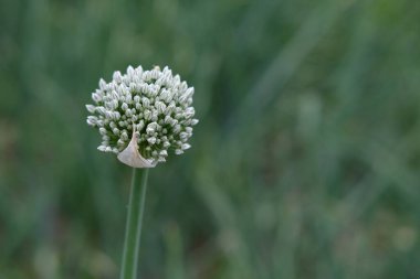 Doğada çiçek açan bir soğan kafasının yatay fotoğrafı, seçici odak noktası.