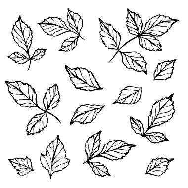 El çizimi vektör yaprakları, yaprak element çizimi seti, botanik çizgi sanat dekorasyonu seti