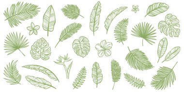 Tropikal yapraklar, vektör çizgisi sanat yaprağı seti, egzotik yaprak karalama elementleri, izole edilmiş klipsli sanat