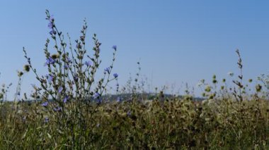 Yaz sonu tarlası, doğal arka plan yabani çiçekler ve böcekler ham doğa görüntüleri.