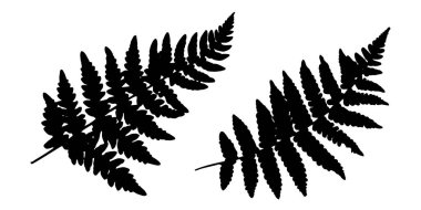 Eğreltiotu yaprağı silueti izole edilmiş yaprak elementleri sanat yaprağı şekli ayarlandı