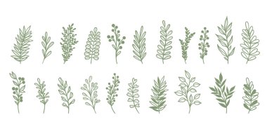 Yeşil, şirin bitki karalamaları, vektör yaprağı çizimleri, çizgi çizimleri, izole edilmiş