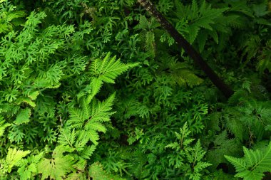 Arkaplan için yeşil çalılıklar