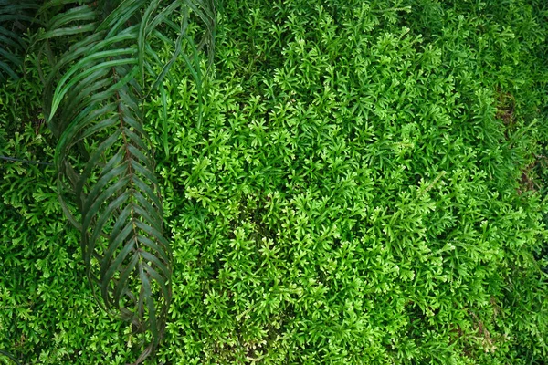 背景のための緑の茂み ロイヤリティフリーのストック画像
