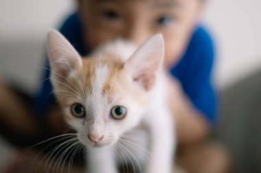 Genç bir çocuk kollarında bir kedi yavrusu tutuyor. Kedi yavrusu beyaz ve turuncu ve yeşil gözleri var. Çocuk kameraya bakıyor ve kedi yavrusu da ona bakıyor. Sahne sıcak.