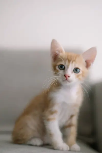 A cute orange and white kitten is sitting on a couch. The kitten has blue eyes and a pink nose