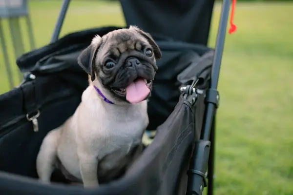 A cute little pug is sitting in a stroller. The pug is smiling and has a purple collar