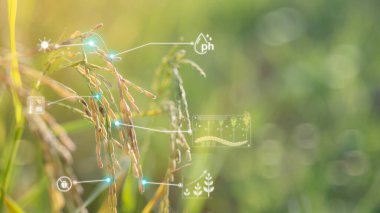 Akıllı tarım dijital ikonu ve fütüristik yapay zeka verisi pirinç çeltik yeşil renkli çeltik tarlasının peyzaj doğası hakkında bilgi aktarımı tarım.