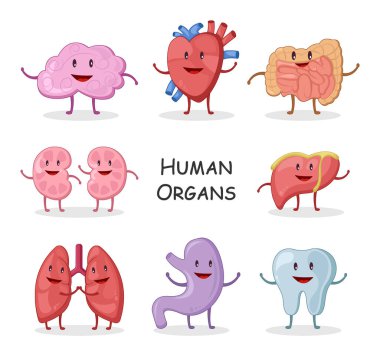 İnsan organları koleksiyonu. Çizgi film karakteri tasarımı. Beyin Kalbi Bağırsak Böbrek Karaciğer Akciğer Dişi. Vektör