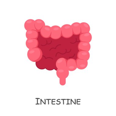 İnsan bağırsağı. Çizgi film tasarımı. İzole edilmiş. Vektör .