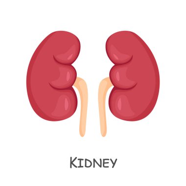 İnsan böbreği. Çizgi film tasarımı. İzole edilmiş. Vektör .
