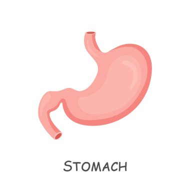 İnsan midesi. Çizgi film tasarımı. İzole edilmiş. Vektör .