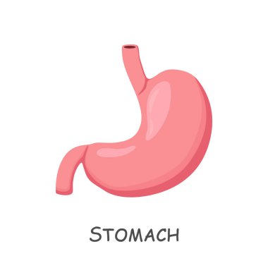 İnsan midesi. Çizgi film tasarımı. İzole edilmiş. Vektör .