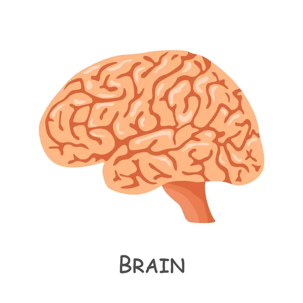Lidský Mozek Karikatura Izolovaný Vektor — Stockový vektor
